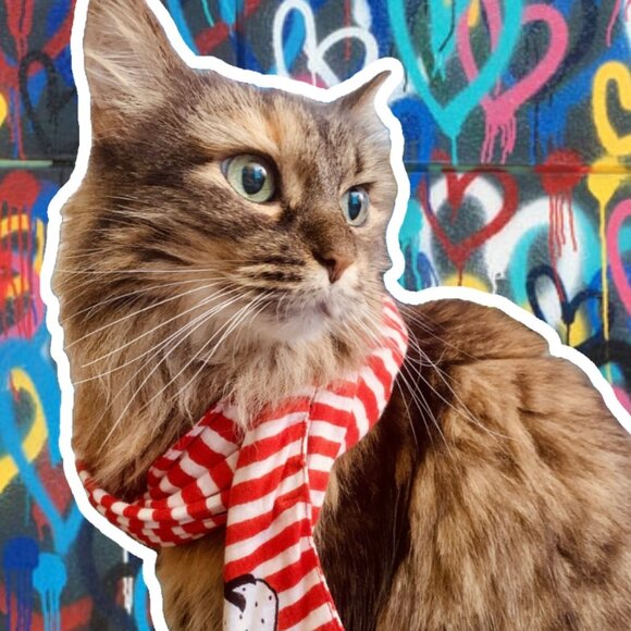 Meet your Posher, Bean! 🫘🐱 - Picture 2 of 2